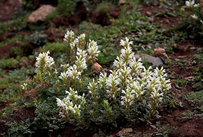  p>白花枝子花(学名: i>dracocephalum heterophyllum  /i>benth.