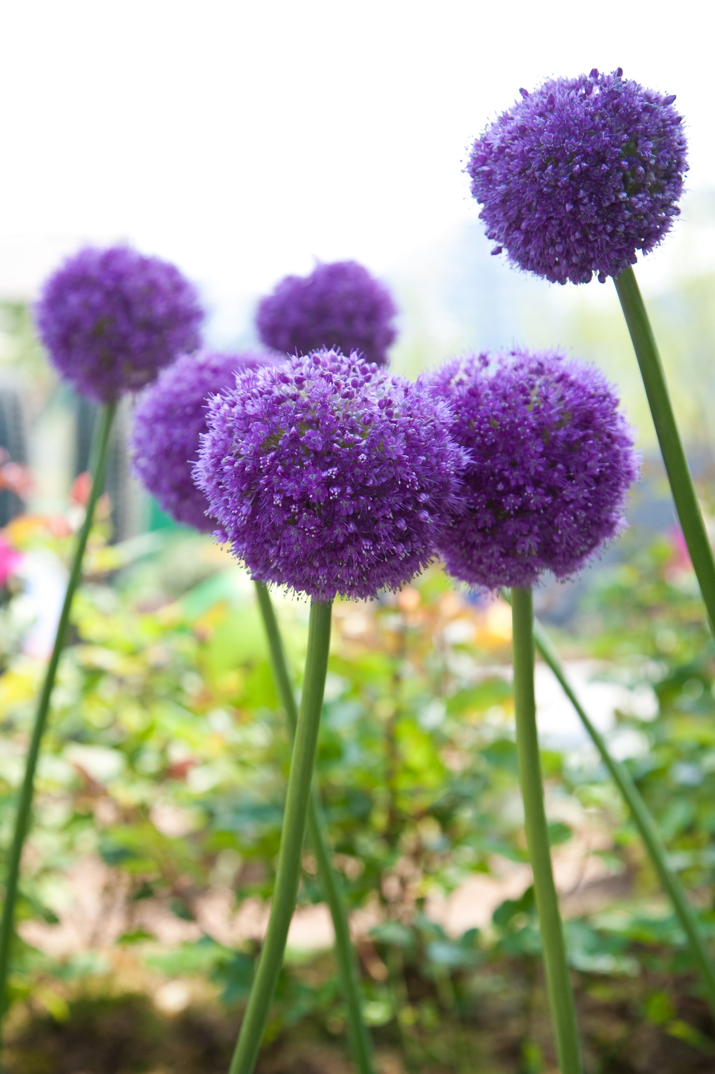  p>大花葱(学名: i>allium giganteum /i> regel)是百合科,葱属 a