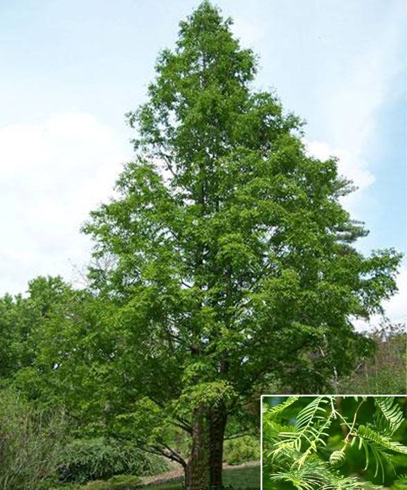  p>水杉(学名: i>metasequoia glyptostroboides /i> hu & w. c.