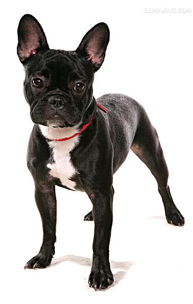  p>法国斗牛犬(french bulldog)是身体健壮,体型紧凑的小型犬,优秀的