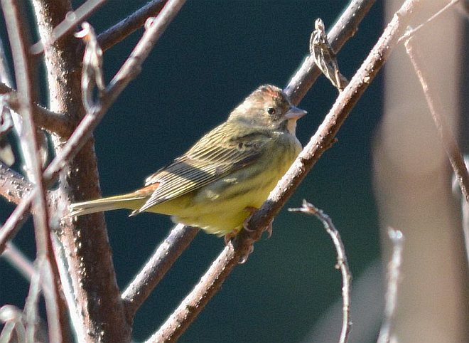 ="gnx53fv0ap">栗鹀(学名: i>emberiza rutila /i>):为鹀科鹀属的鸟类