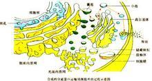  细胞质基质_百度百科 Bildidee 