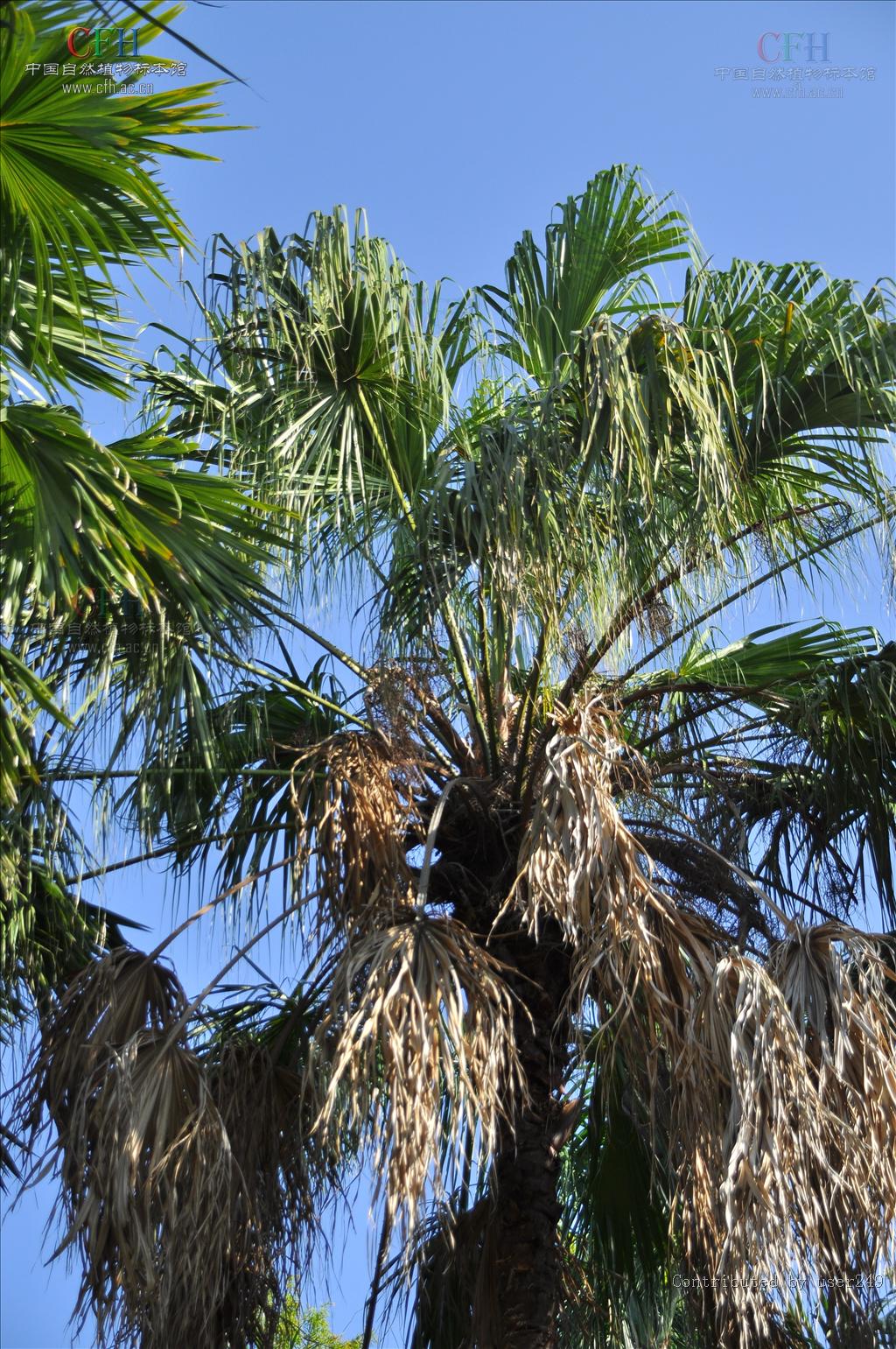  p>大果蒲葵是棕榈科蒲葵属的一种植物,乔木;叶大,阔肾状扇形,有多数2