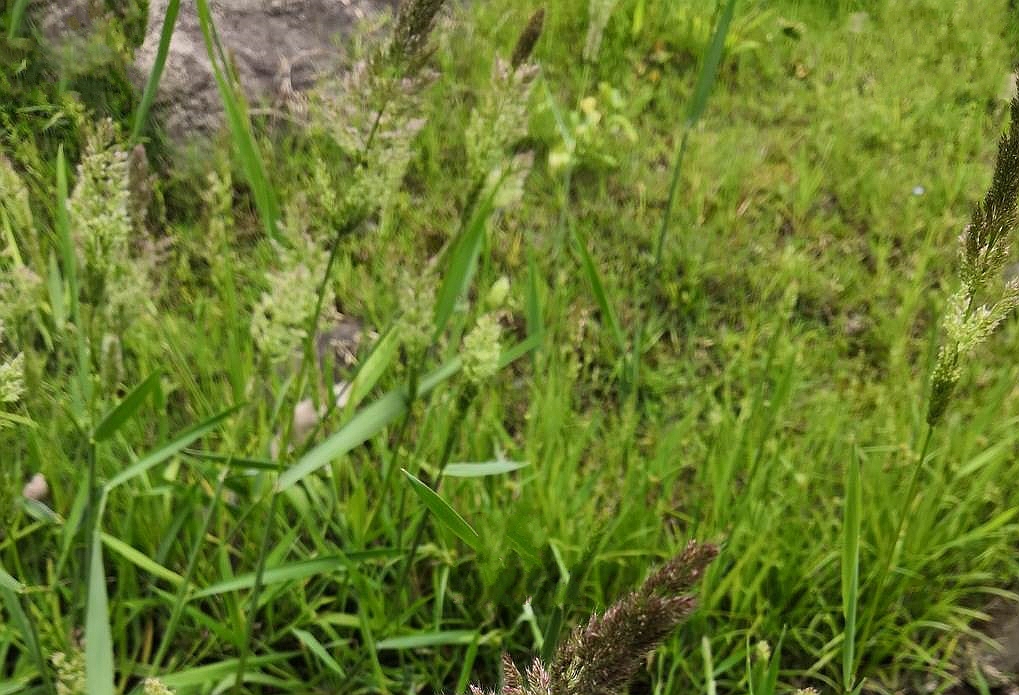  p>棒头草(学名: i>polypogon fugax /i> nees ex steud.