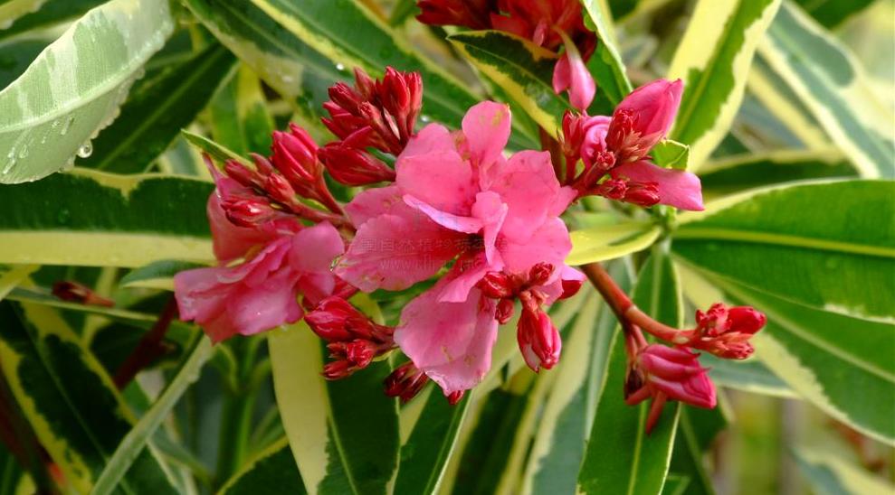 variegatum /i>)是夹竹桃科,夹竹桃属植物夹竹桃的栽培品种