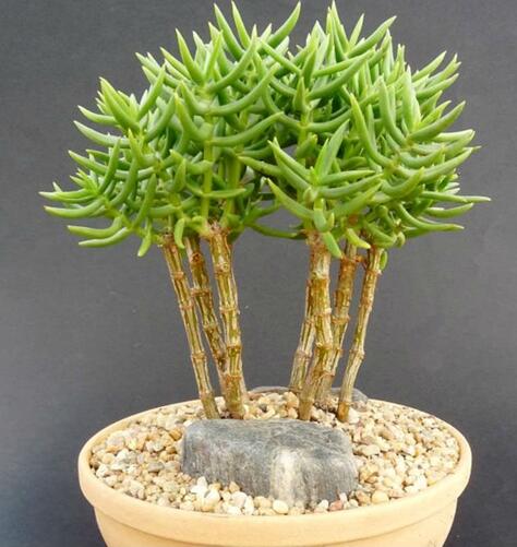 是景天科,青锁龙属植物.