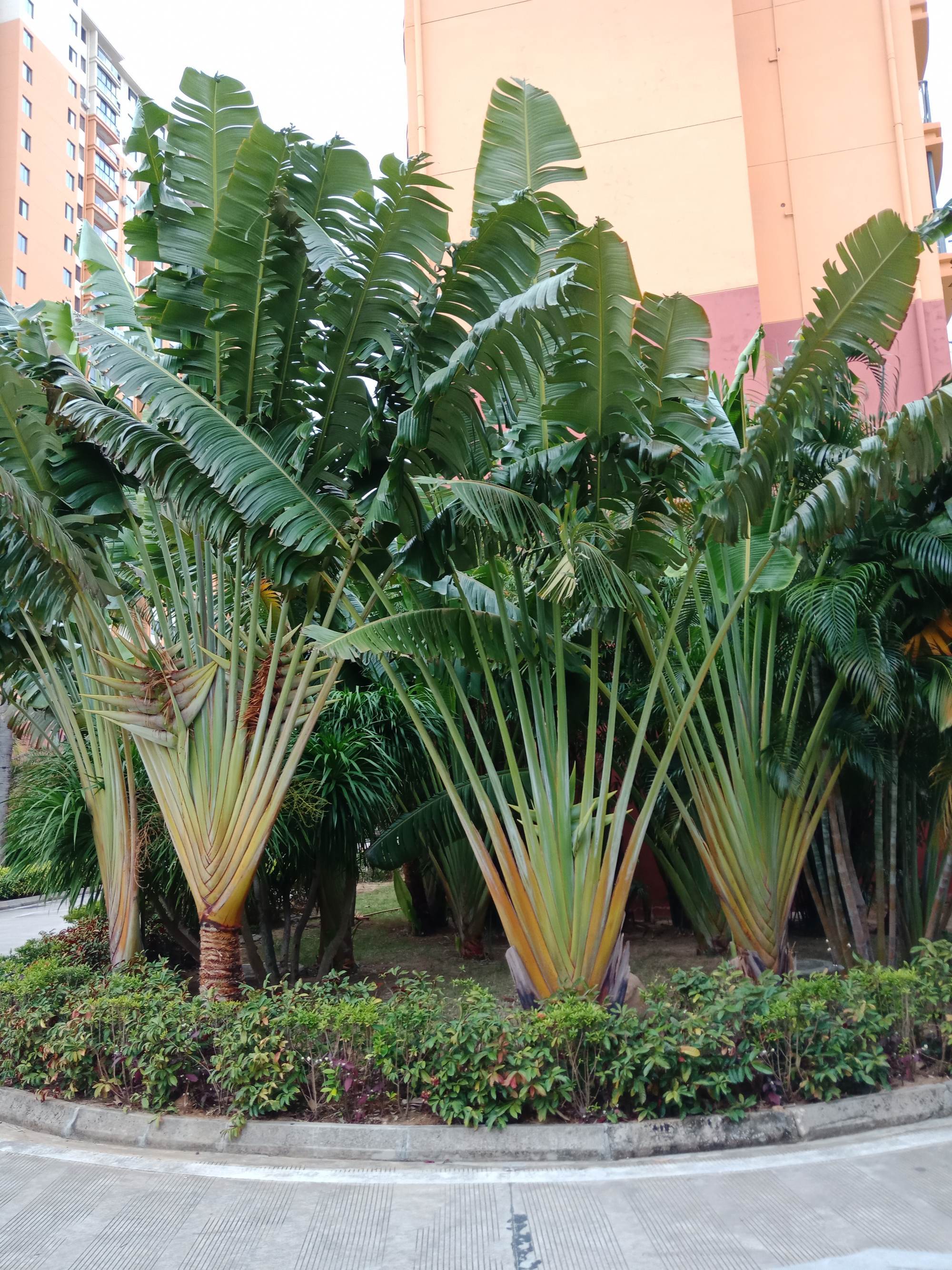 是鹤望兰科旅人蕉属的常绿乔木状多年生草本植物.