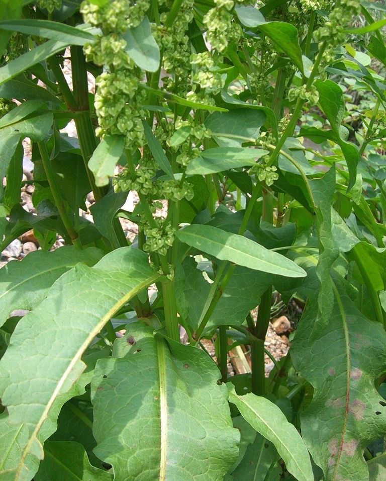 几种民间称为“土大黄”的植物简述_百科TA说