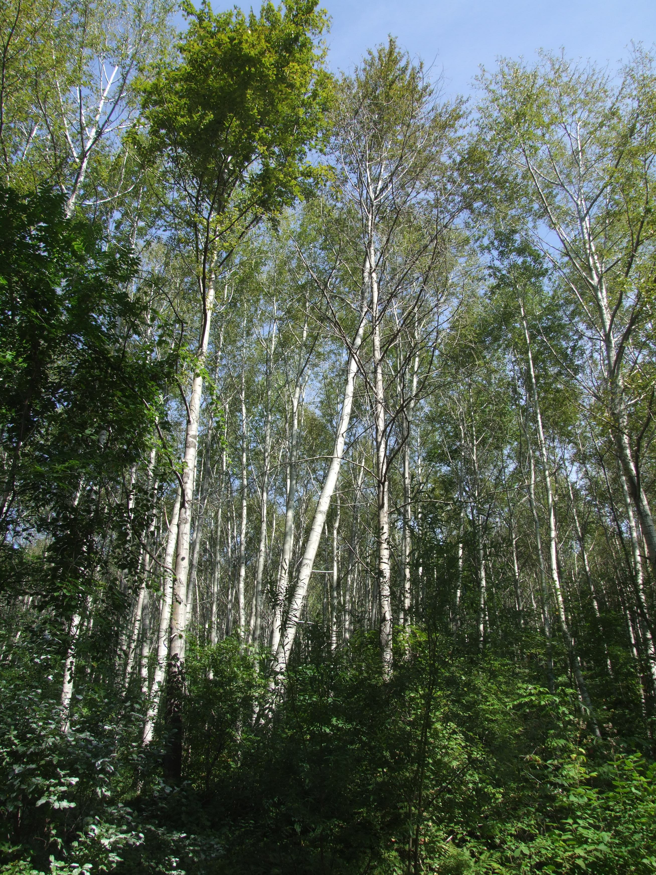 杨树