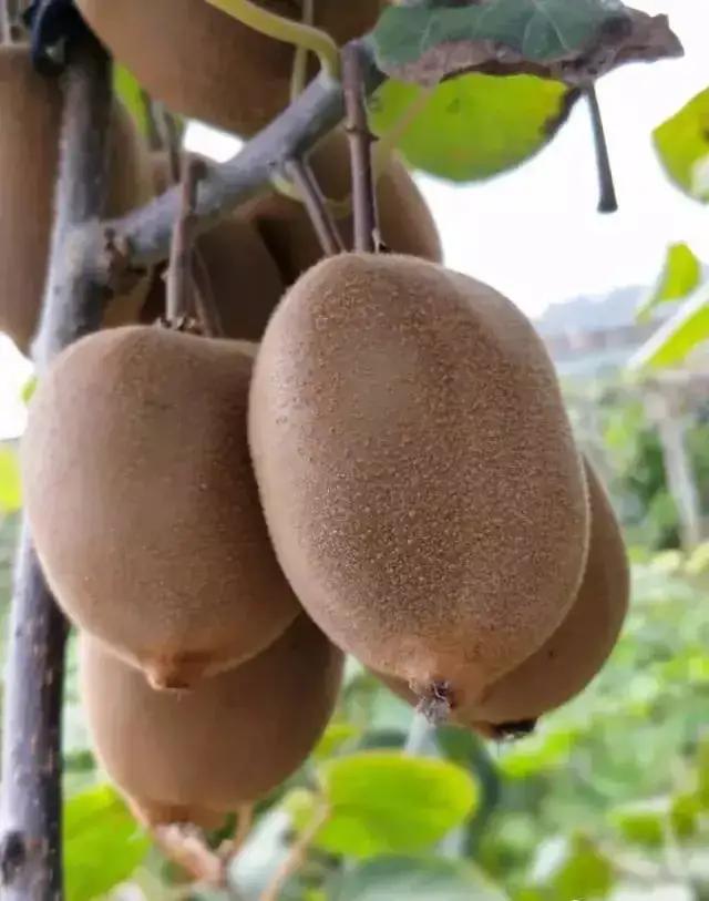  p data-id="txtqa8q53nlt">中华猕猴桃( i>actinidia chinensis /i>