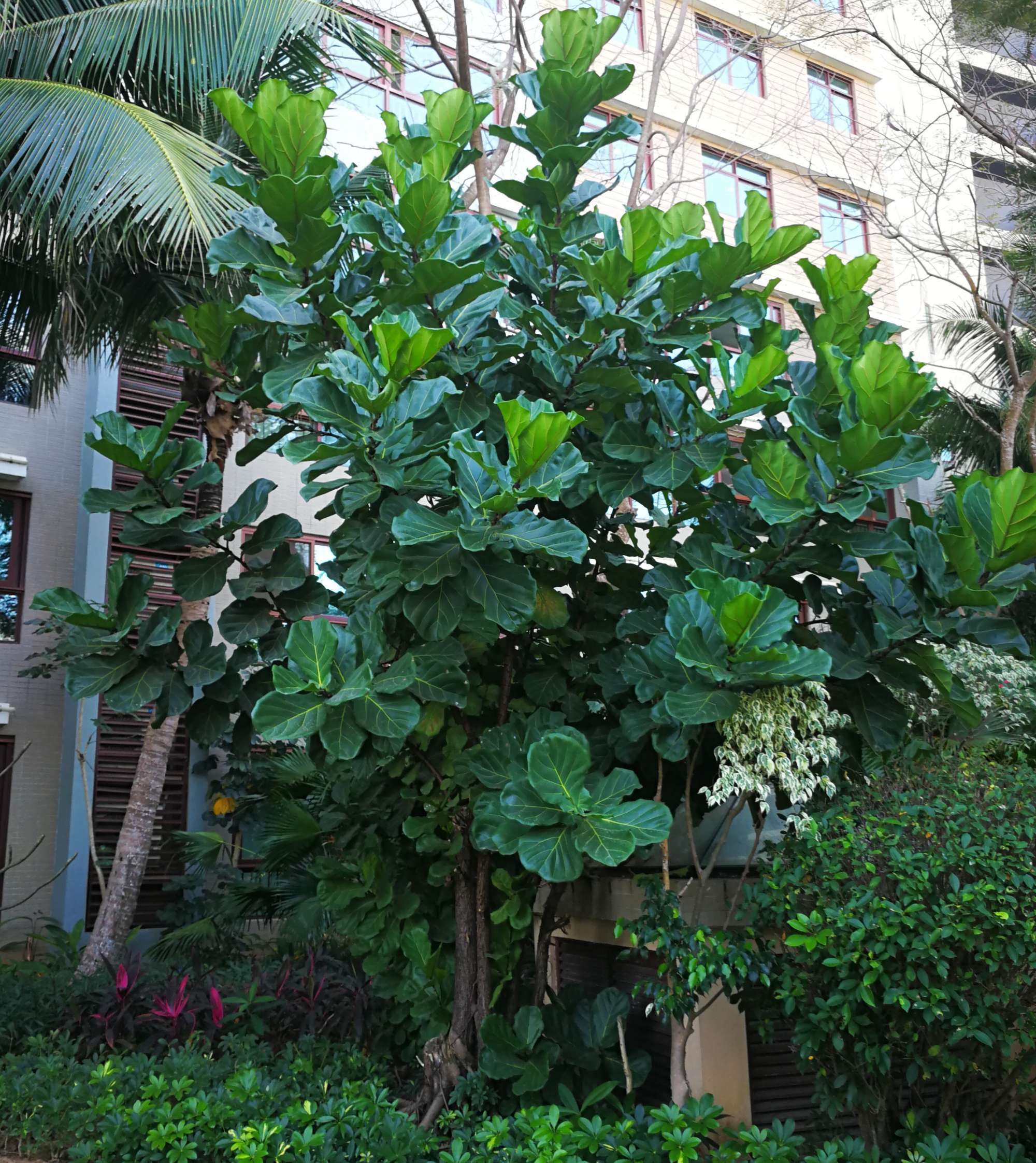  p data-id="aidb6qs">大琴叶榕海南个体003是一种桑科,榕属植物. /p>