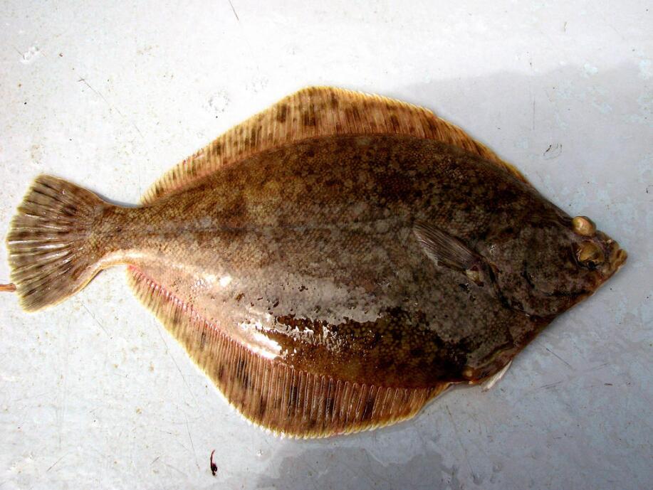 太平洋大比目鱼