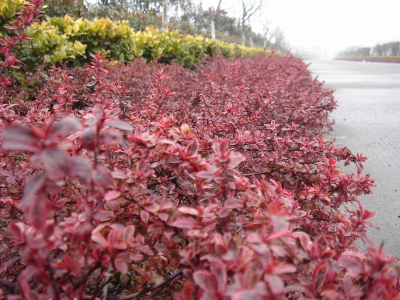 小丑火棘叶卵形,叶片有乳白色斑纹,冬季叶片粉红色;花白色;红色的小