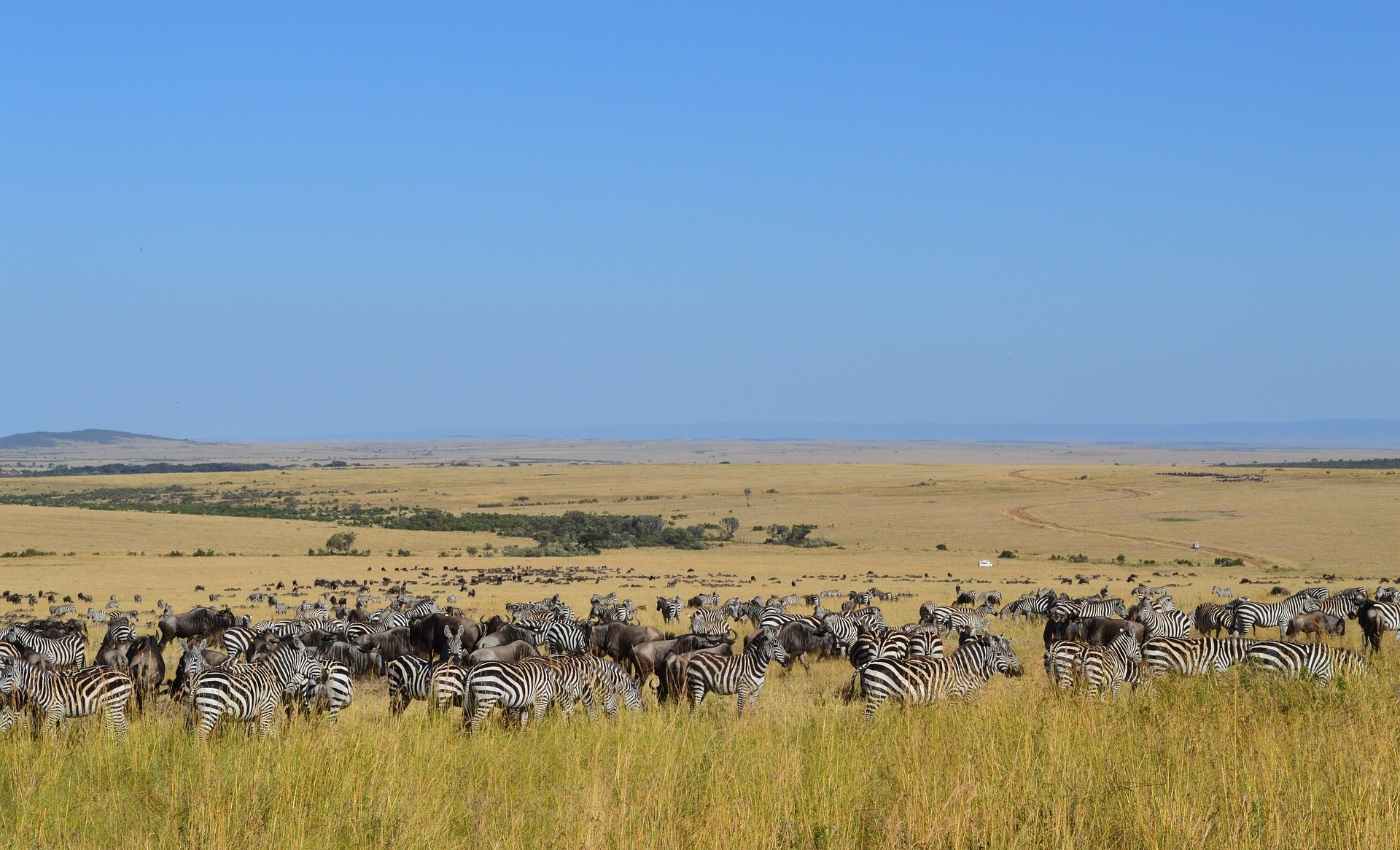  p>肯尼亚马赛马拉野生动物园位于非洲肯尼亚境内,该野生动物园与