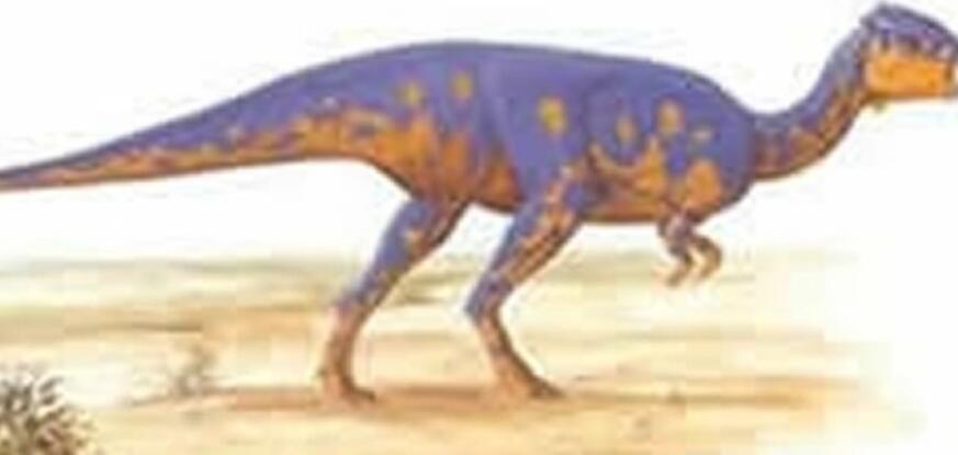  p> a target="_blank" href="/item/皖南龙/6