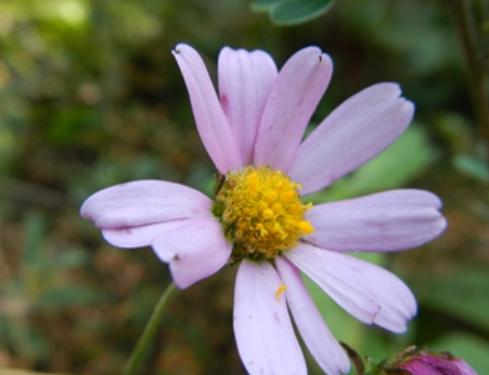  p data-id="gnwgnztvuu">菊属(学名: i>chrysanthemum /i> l.