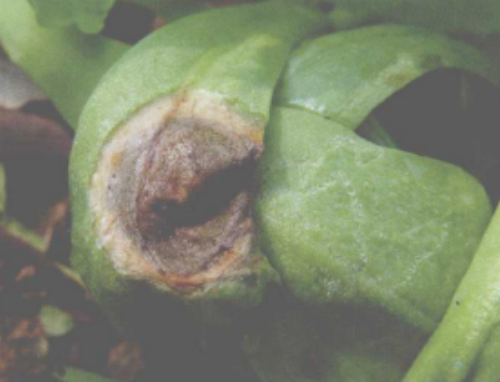 发生在 a href="#" data-lemmaid="288692">茼蒿 /a>的病害