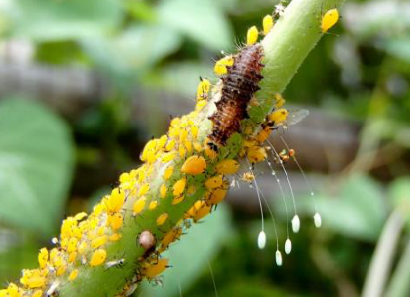 金步甲背后也有鲜为人知的人文故事_百科ta说