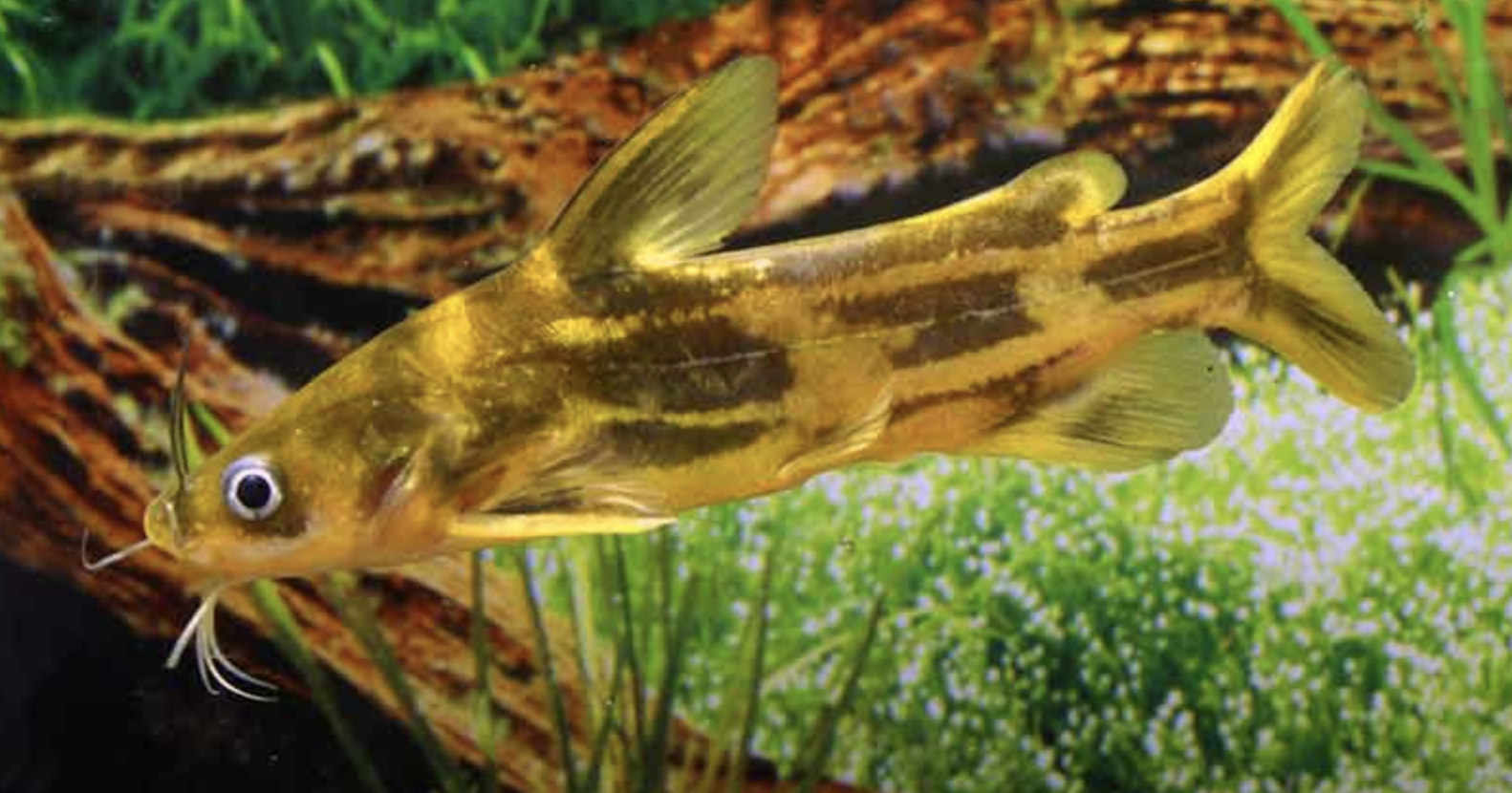  p>黄颡鱼(学名: i>pelte /i>o i>bagrus fulvidraco /i>)是鲿科,黄颡