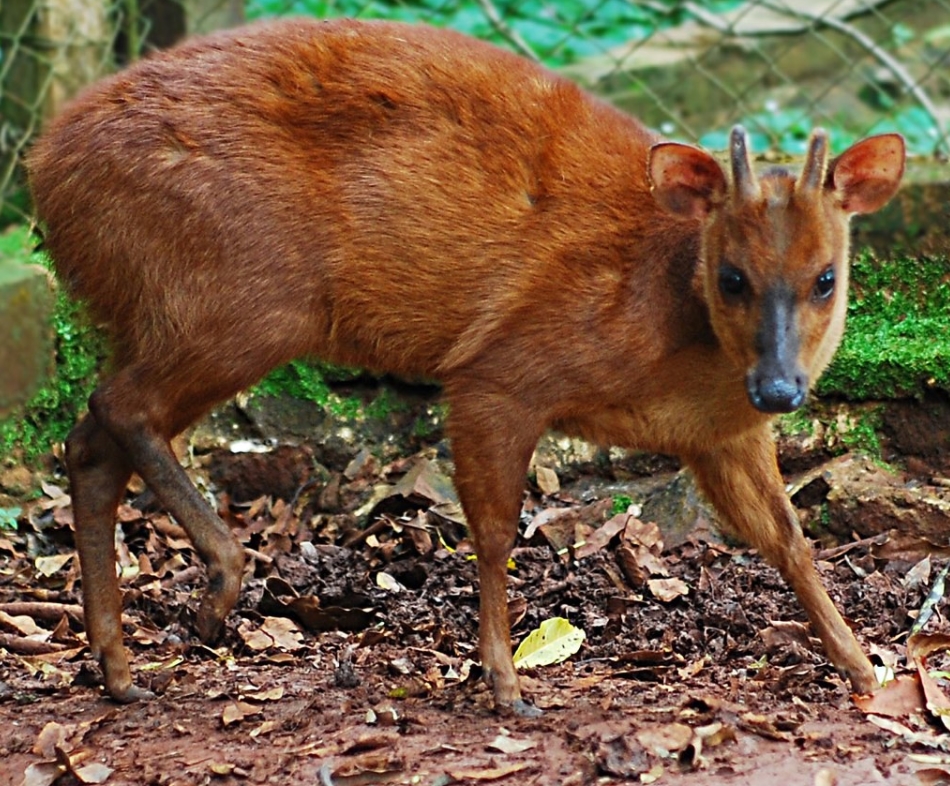 p>短角鹿属(学名: i>mazama /i>):是偶蹄目鹿科动物.共10种.