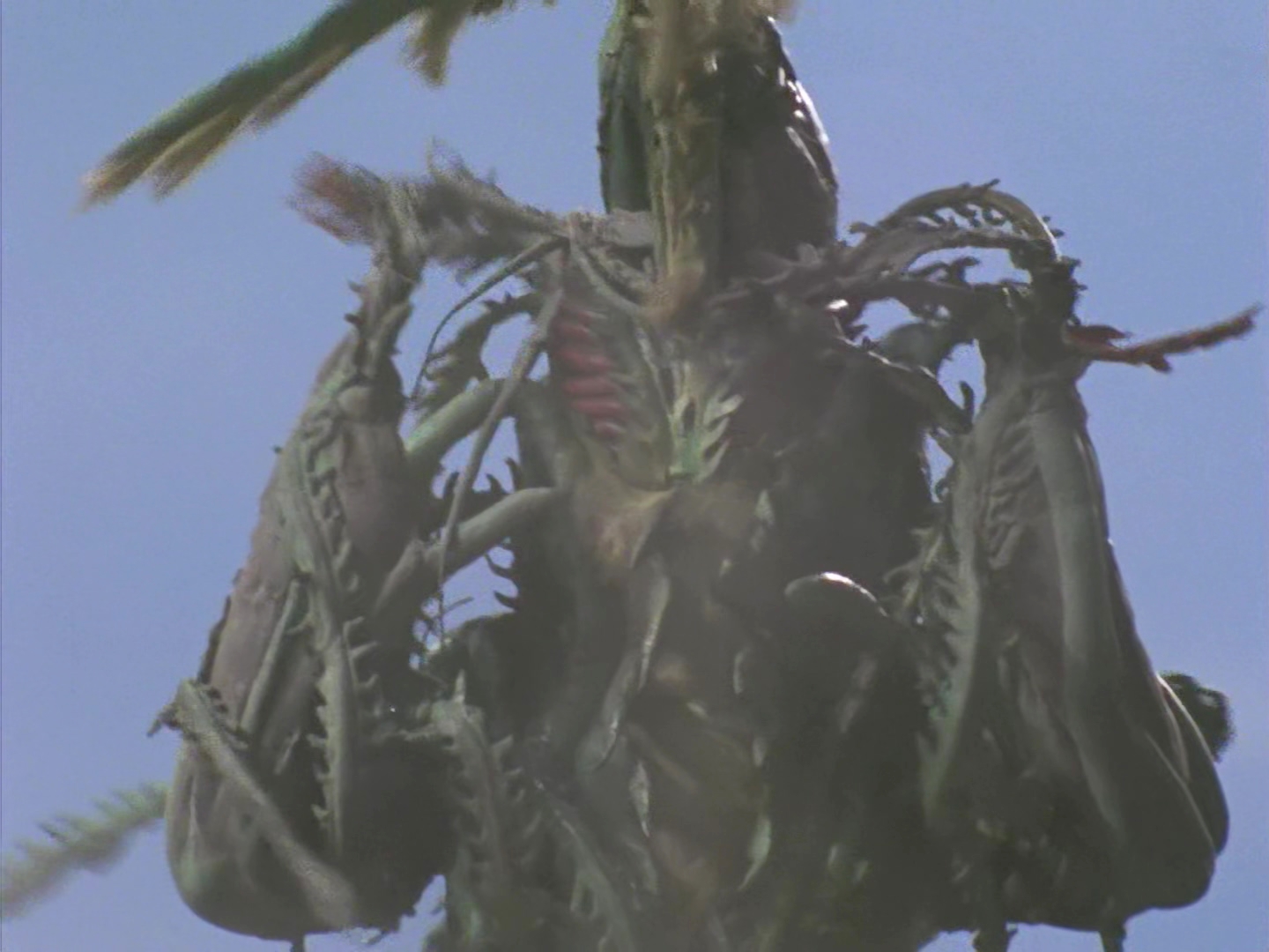 仿植物怪兽佐拉