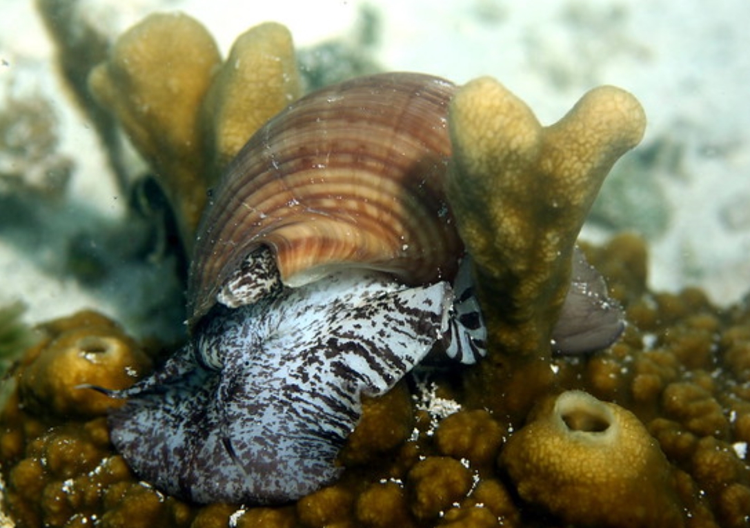  p>栗色鹑螺(学名: i>tonna galea /i>):是玉黍螺目,鹑螺科,鹑螺属的