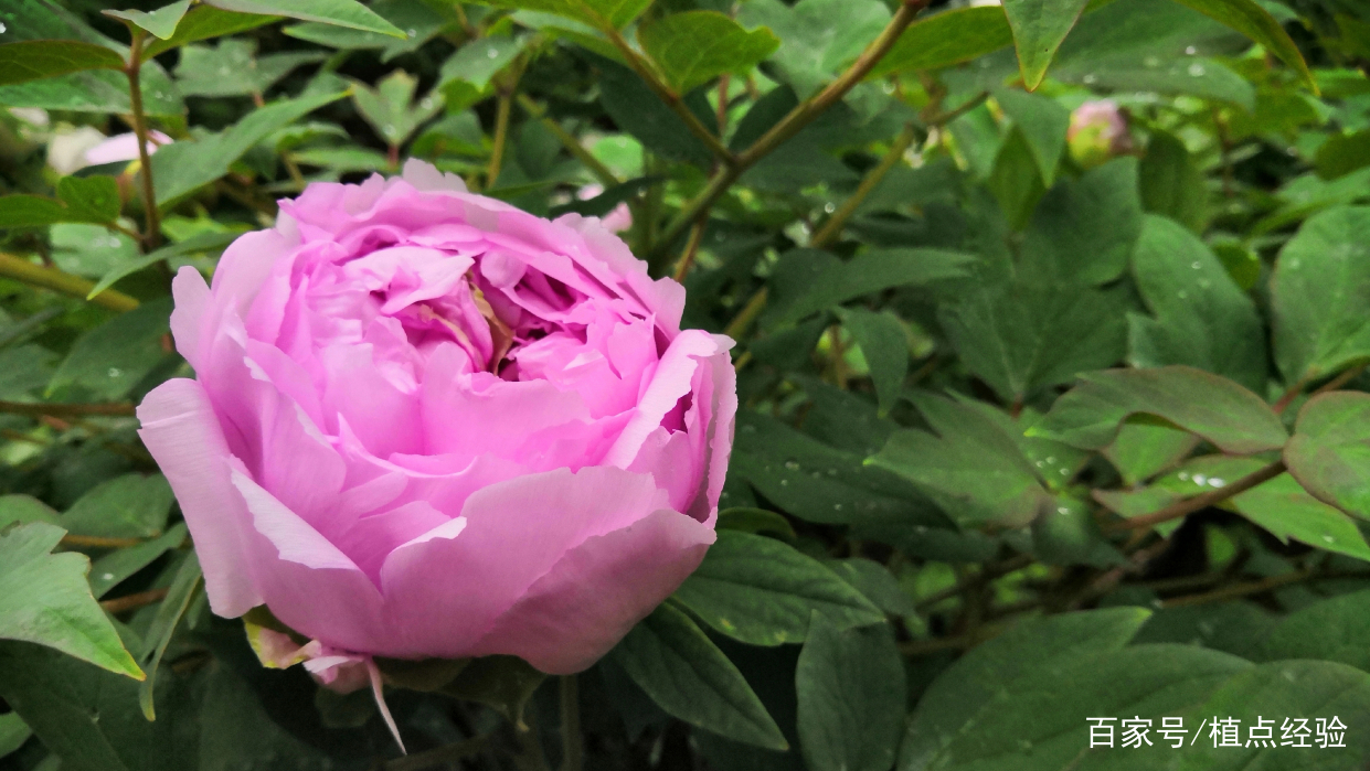 牡丹品种上千 你知道多少 中 百科ta说