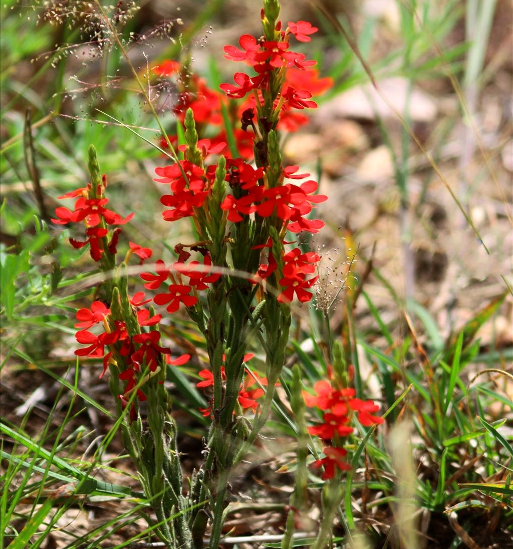 独脚金(原变种)