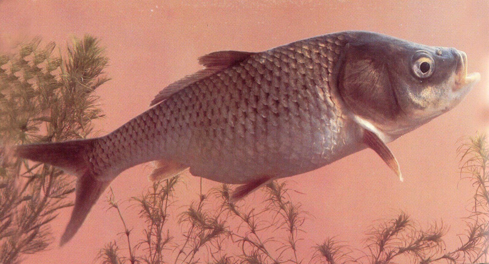  p>大头鲤(学名: i>cyprinus pellegrini /i>)是鲤科,鲤属鱼类.