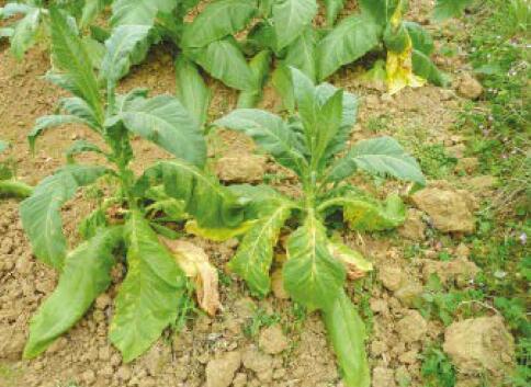 烟草番茄斑萎病毒病