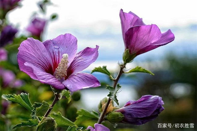 槿花诗解：虽然朝开夕落，木槿与牵牛，却都不是短命花_百科TA说