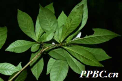 栀子（茜草科、栀子属植物）_百度百科