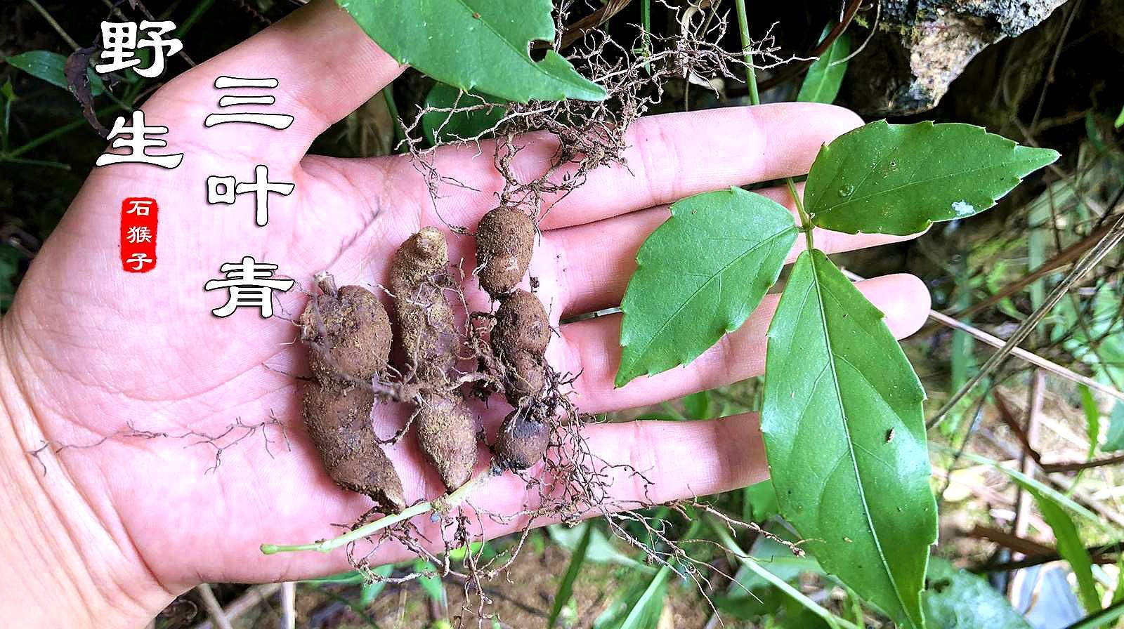 山里的宝贝“三叶青”认识吗？如今珍贵又稀少！遇见记得珍惜它_科星球_百度百科