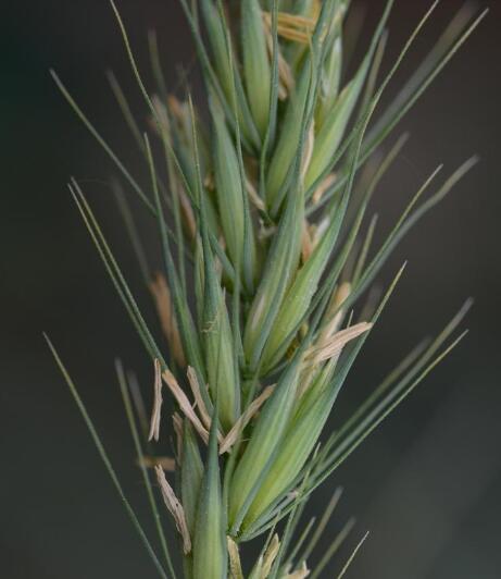 psathyrostachys huashanica keng