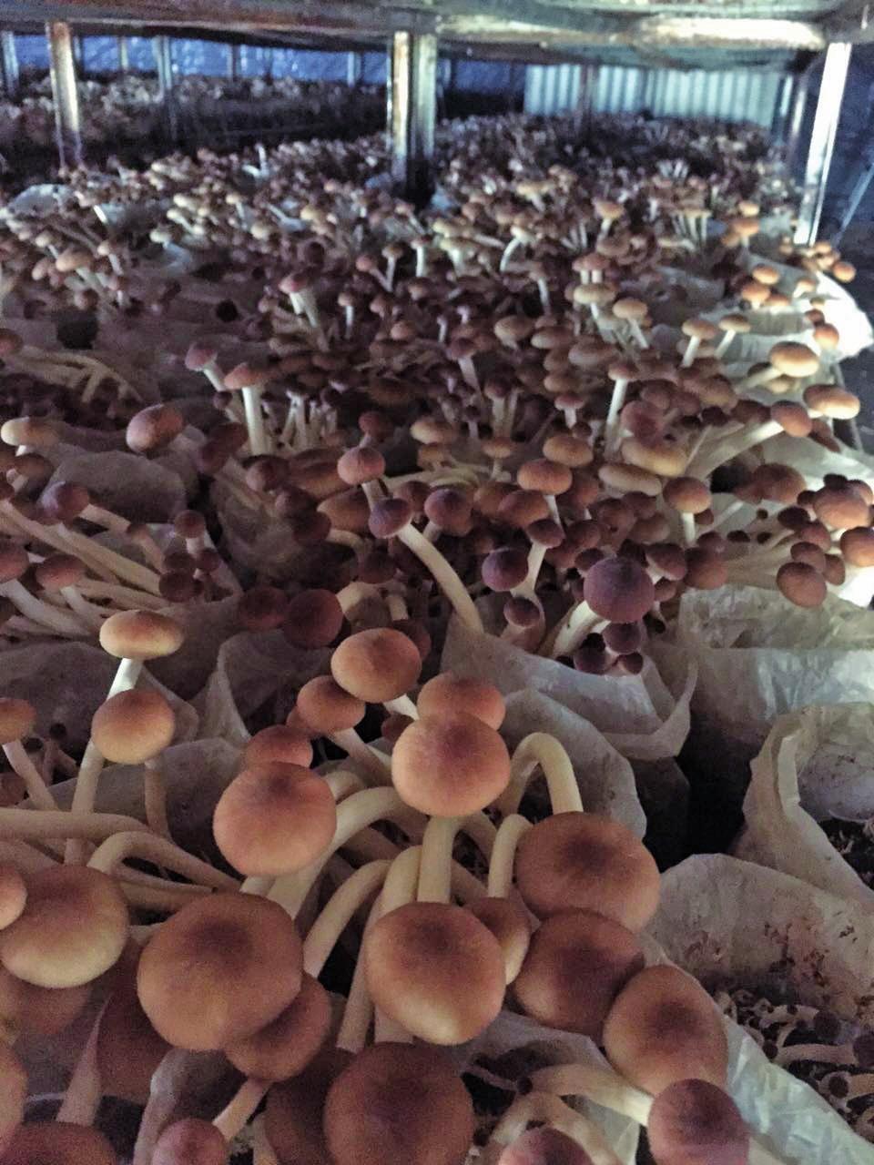 茶树菇