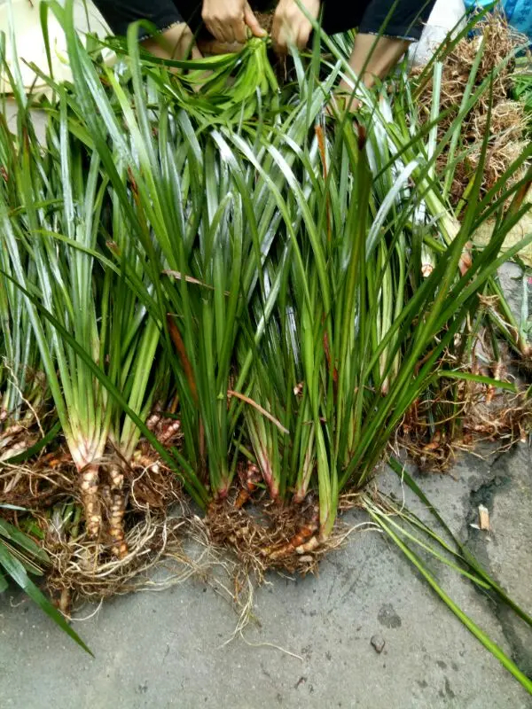 九节菖蒲