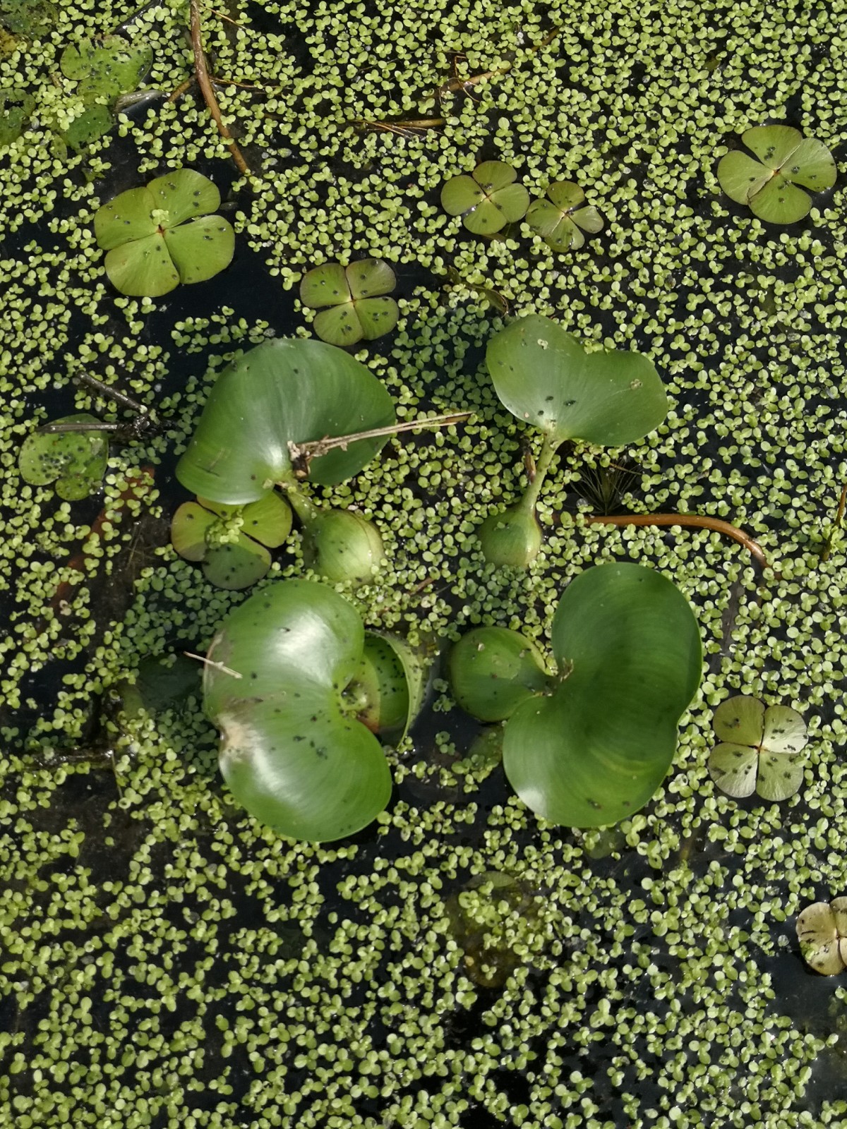 是根不着生在底泥中,整个植物体漂浮在水面上的一类浮水植物;这类植物