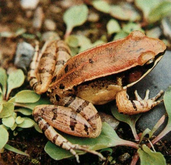  p>仙琴蛙(学名: i>nidirana /i>  i>daunc