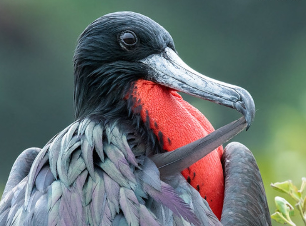 great frigatebird