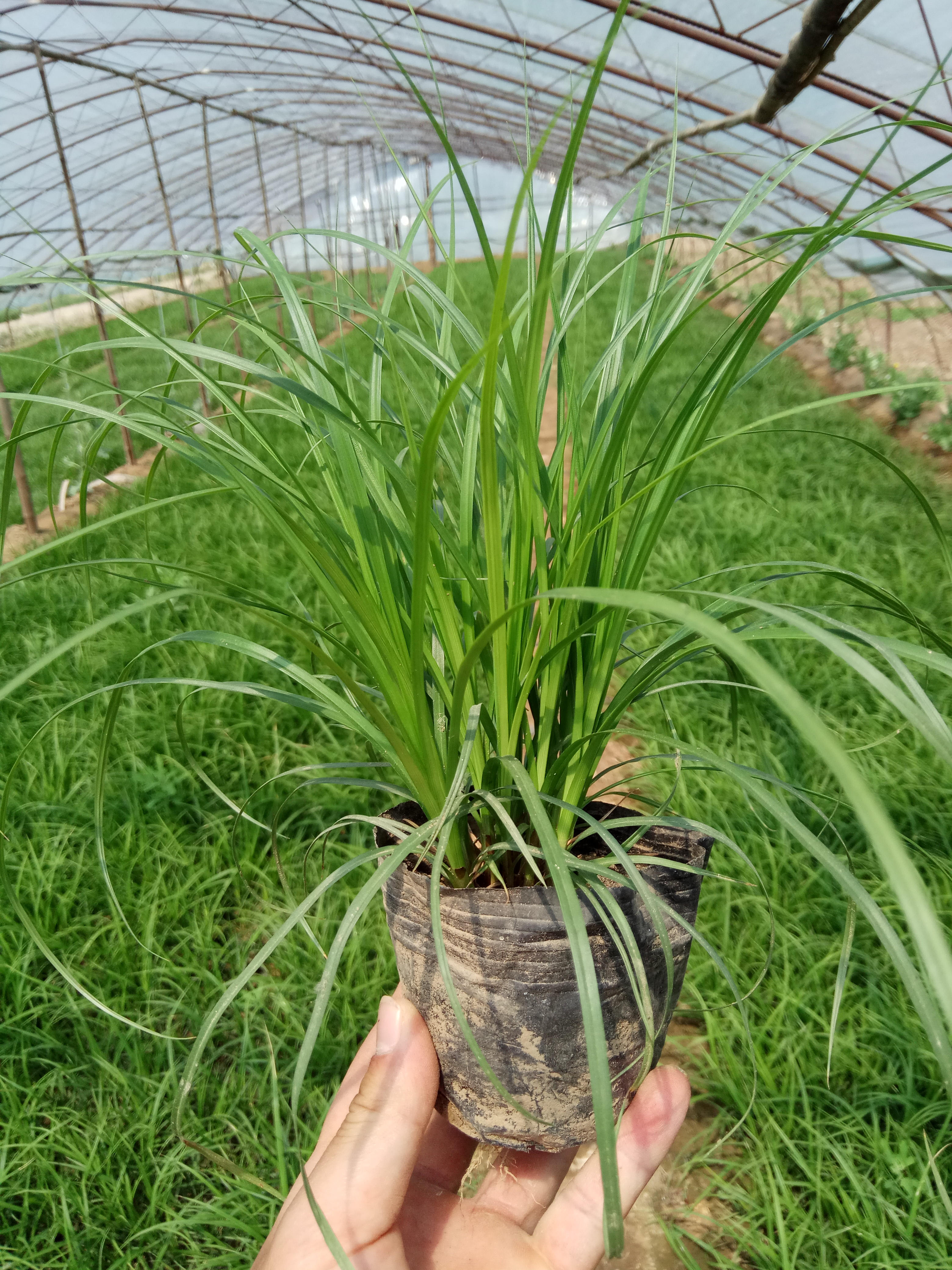 青绿薹草(原变种)