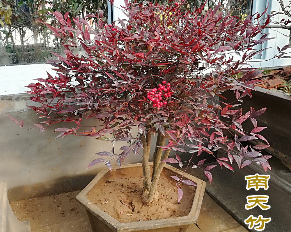 养好南天竹 矮化是重点 学会4个修剪上的技巧 绿叶红果真美丽 百科ta说