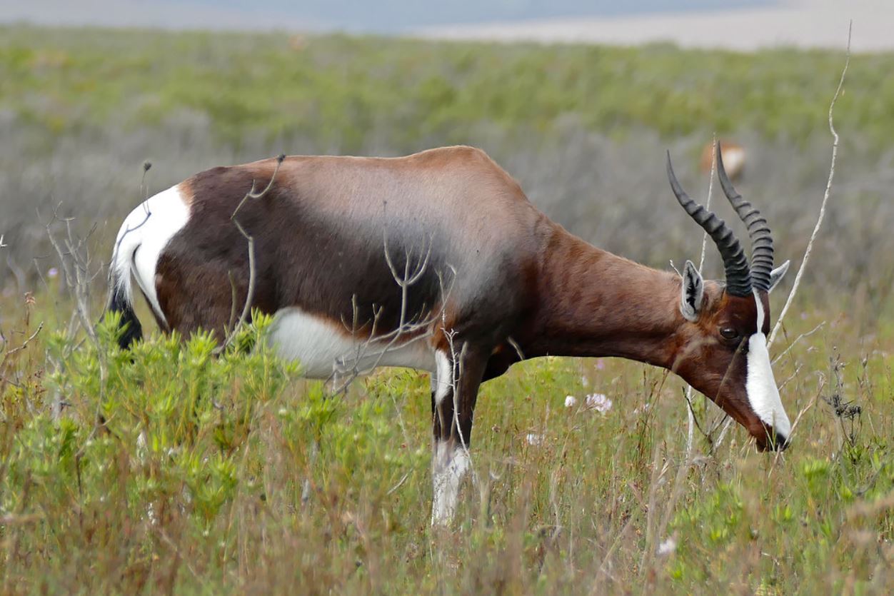  p>白纹牛羚(学名: i>damaliscus pygargus /i>):哺乳纲,牛科,转角