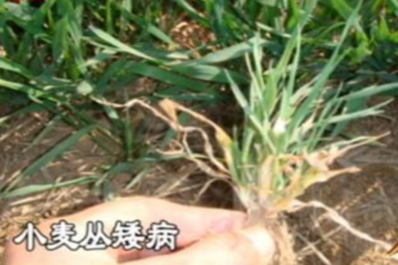  p>小麦丛矮病是由北方禾谷花叶病毒引起的,发生在 a target="_blank"