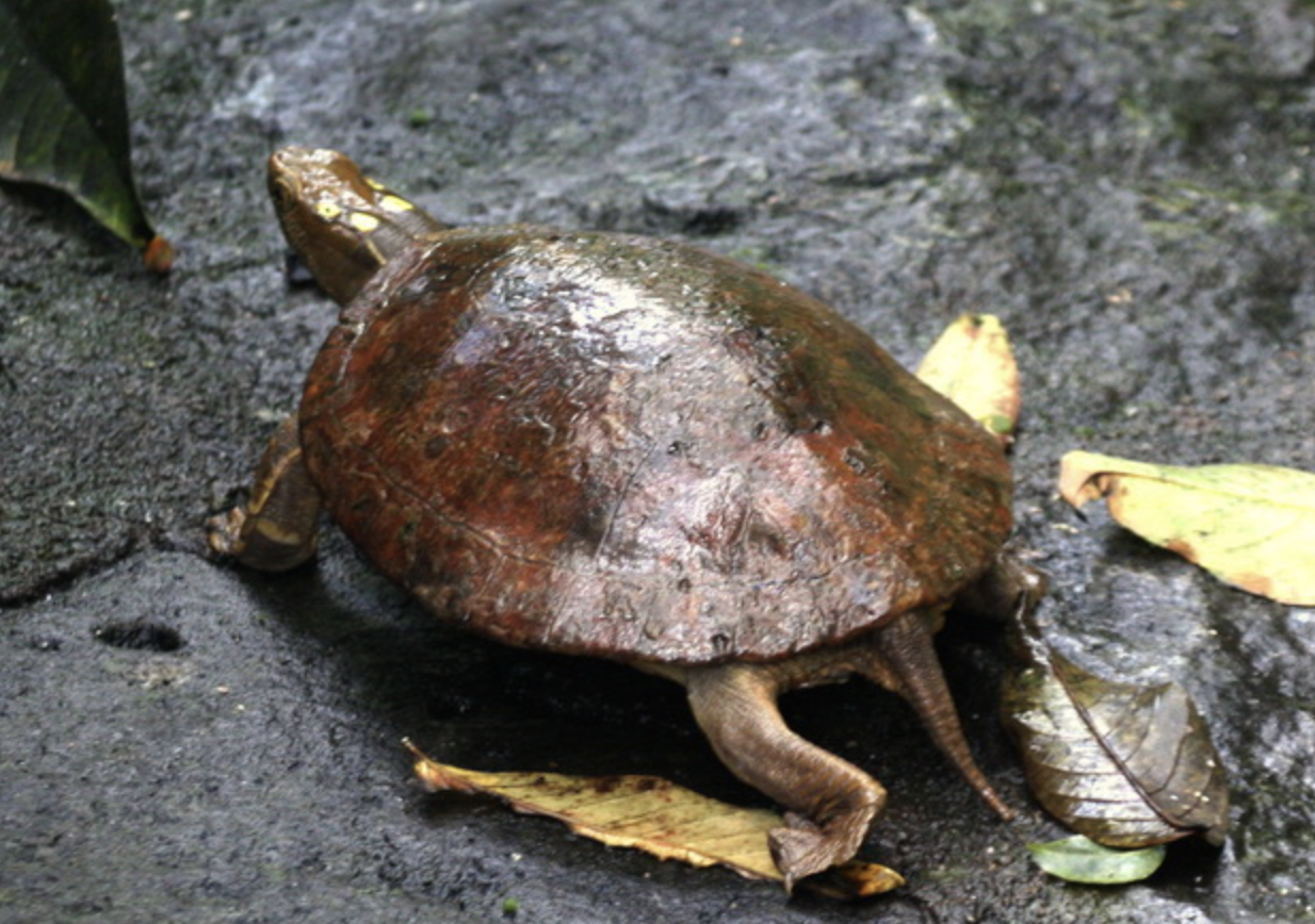  p>眼斑水龟(学名: i>sacalia bealei /i>)是龟科,眼斑水龟属动物.