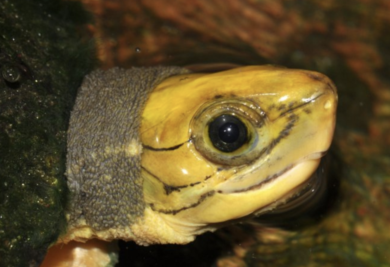  p>金头闭壳龟(学名: i>cuora aurocapitata /i