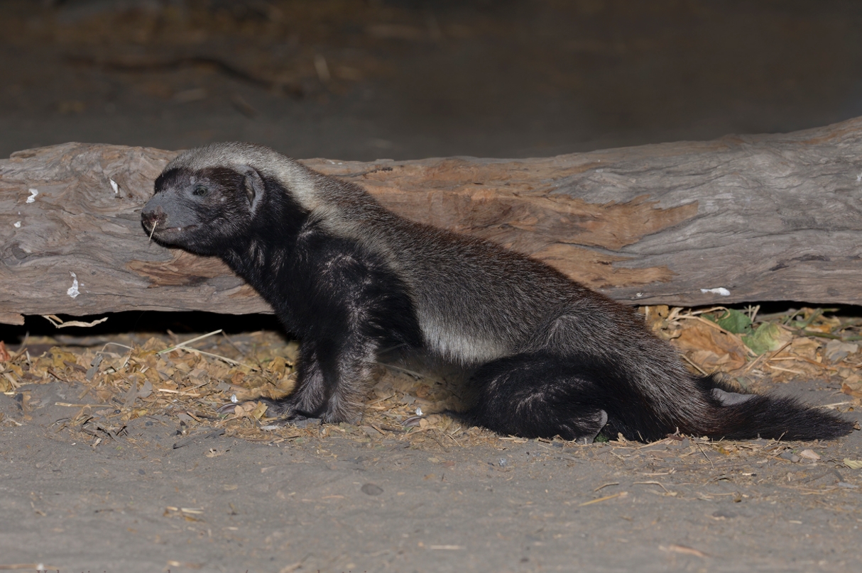  p>蜜獾(学名: i>mellivora capensis /i>):是鼬科,蜜獾属下唯一一种