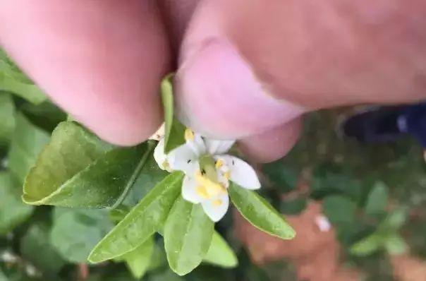 柑橘五花八门花皮果，看颜值的时代，是啥害虫毁了柑橘“钱程”？_百科TA说