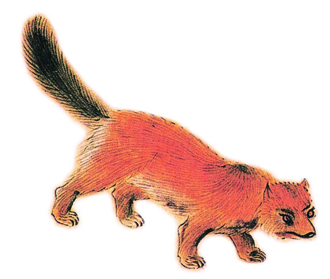  p>天狗,是中国古代神话传说中的一种兽.