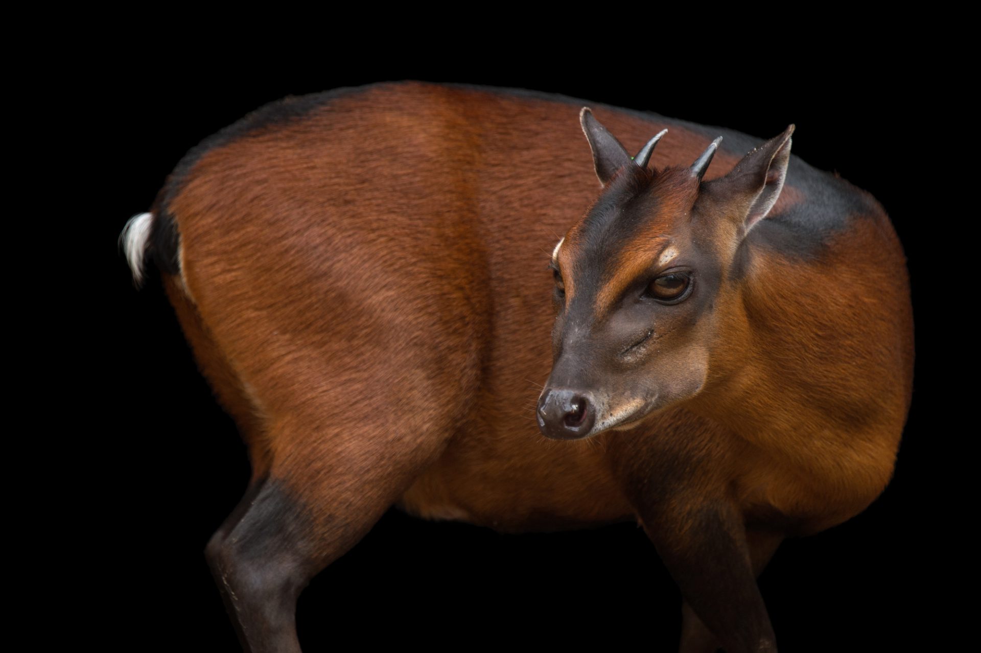 cephalophus dorsalis