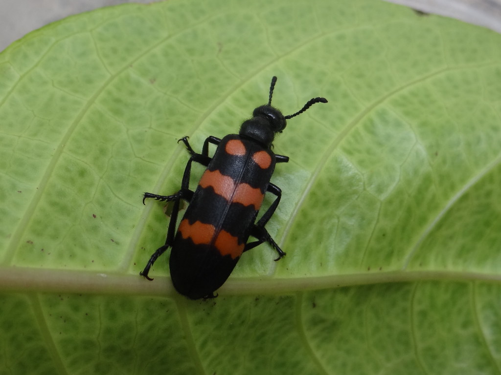  p>昆虫名(学名: i>mylabris phalerata /i>)是芫青科,芫菁属昆虫.